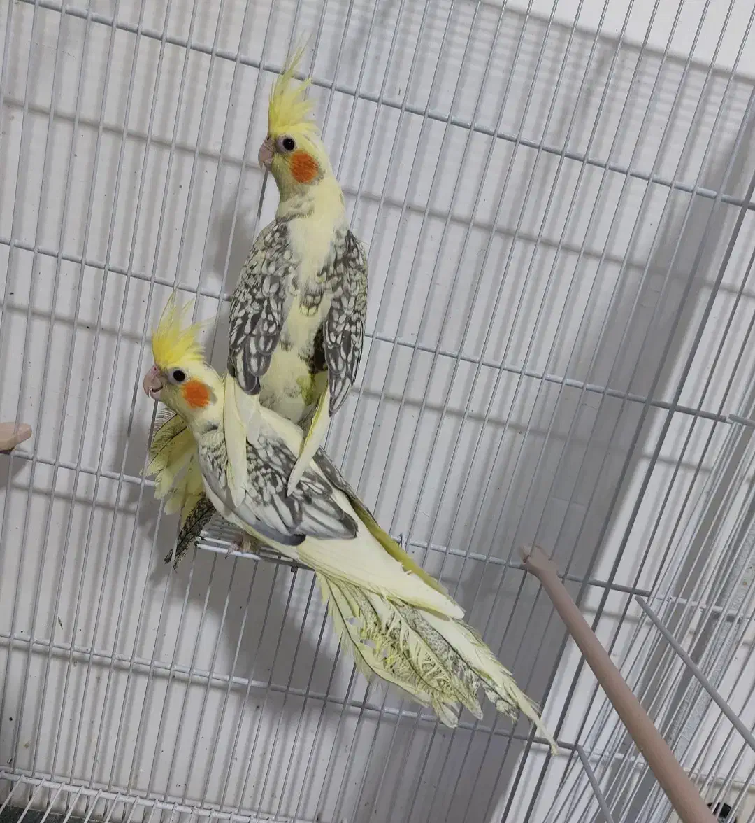 عروس هلندی دوکت|پرنده|ساری, |دیوار