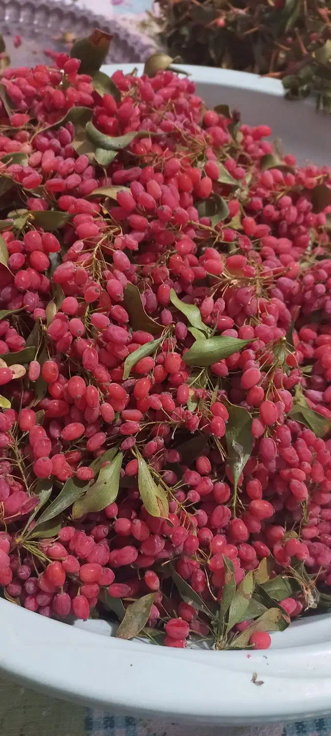 زرشک تازه|خوردنی و آشامیدنی|درمیان, |دیوار