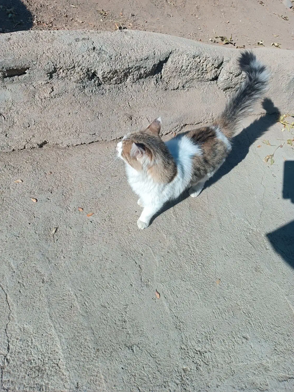 گربه ناز|گربه|سنندج, |دیوار