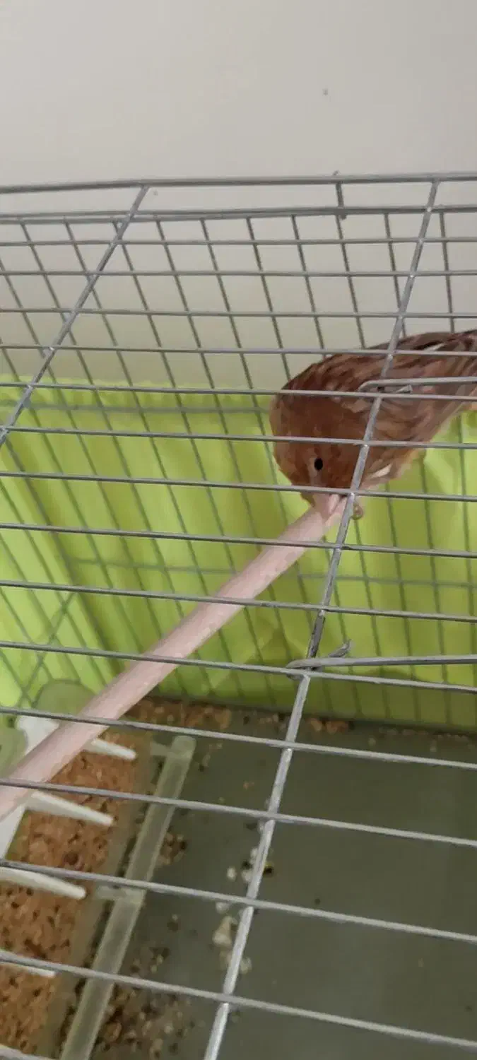 قناری نر مست مست بخونه بخون|پرنده|پردیس, فاز ۱۱|دیوار