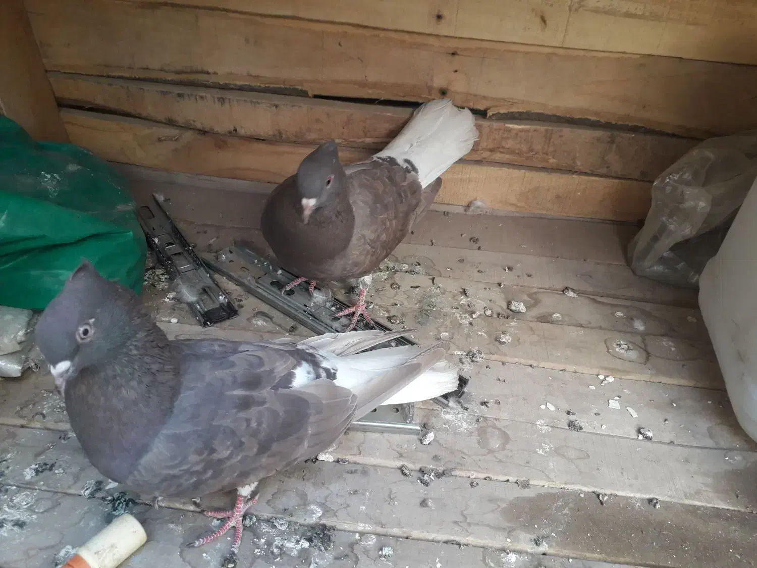 کفتر دم سفید سر کی|پرنده|قم, نخودی|دیوار