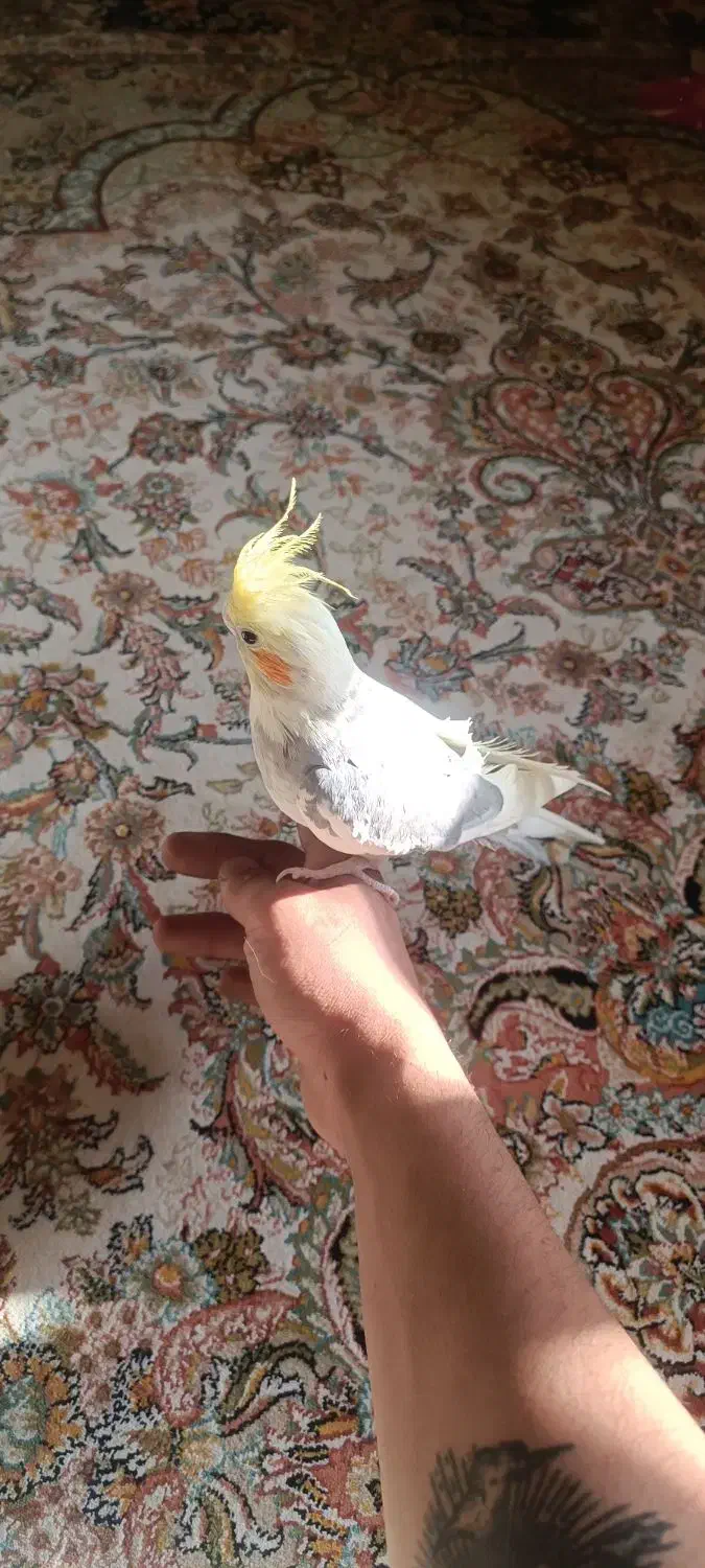 یک جفت عروس هلندی دستی با قفس بزرگ|پرنده|شیراز, تندگویان|دیوار