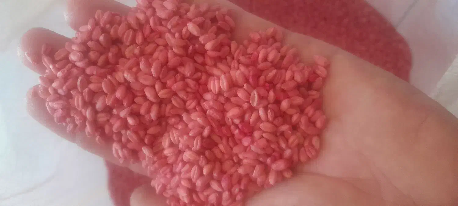 فروش بذر گندم اصلاح شده و کود سفید ریز|خدمات باغبانی و درختکاری|جوین, |دیوار