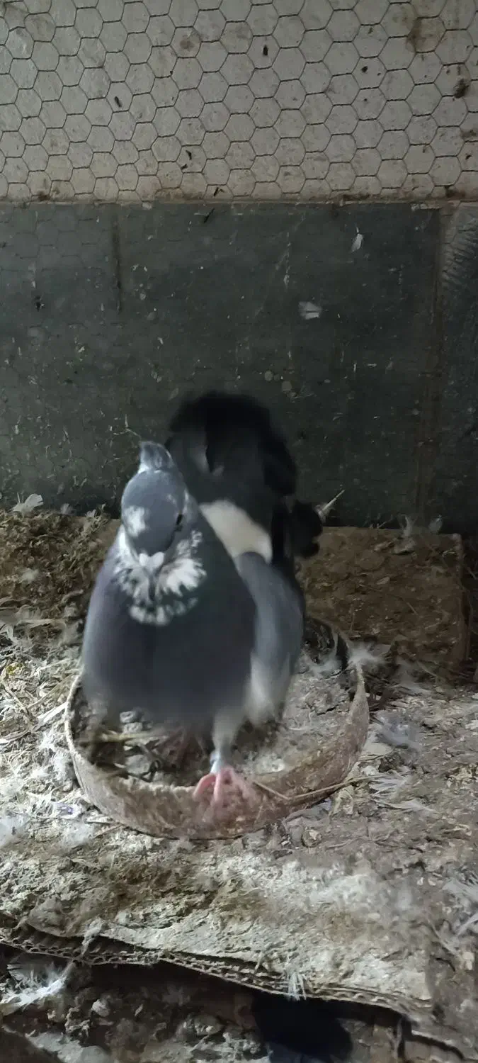 کبوتر دمچتری و تزیینی|پرنده|بابل, |دیوار