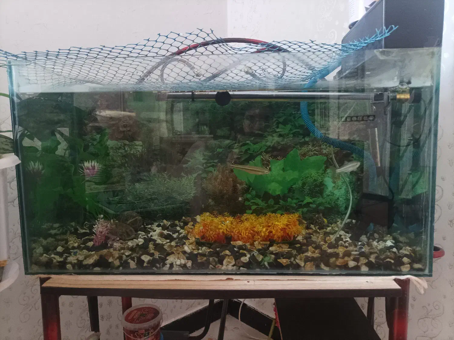 اگهی|ماهی|مریوان, |دیوار