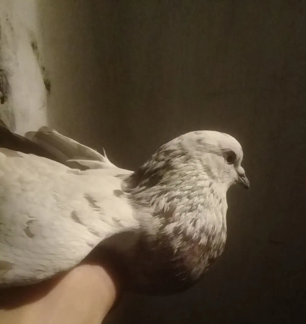 ‌کفتر‌سفید‌شیر‌وگرگی|حیوانات|فولادشهر, C1|دیوار