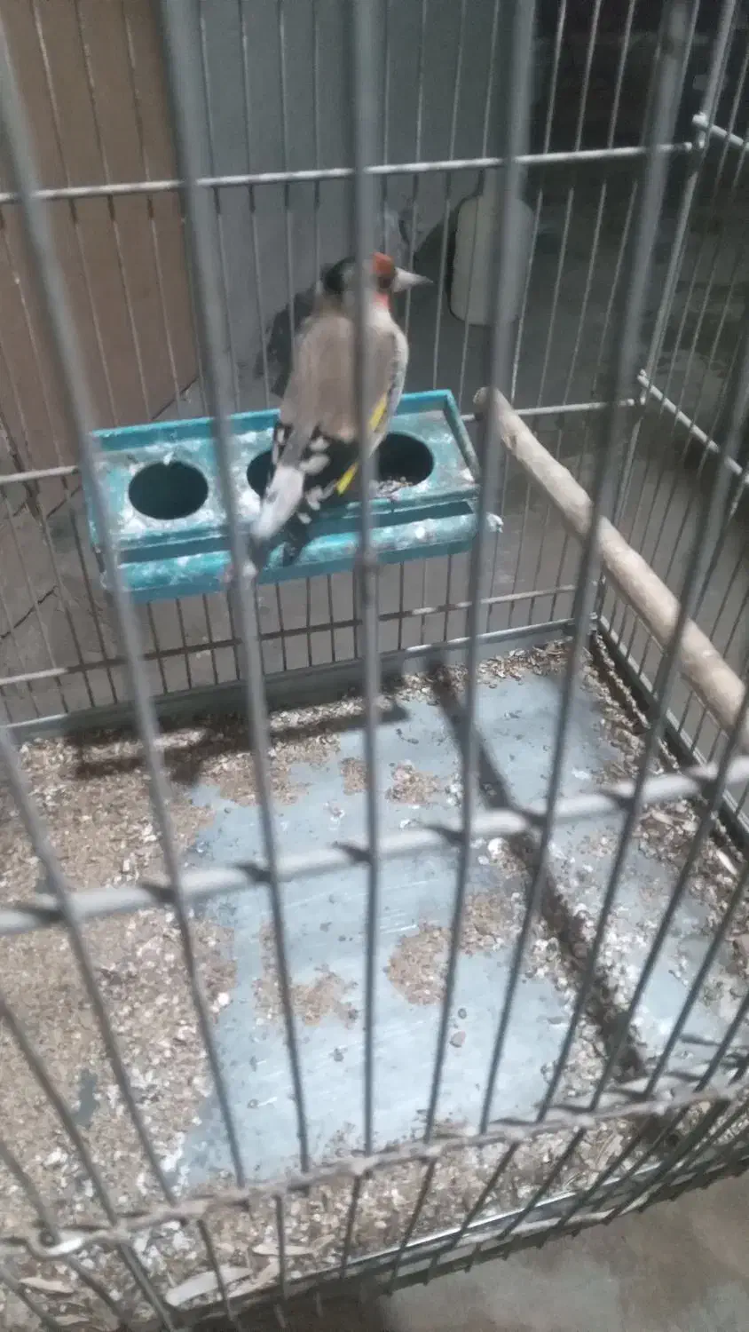 فروش جوجه سهره تازه تخت|پرنده|سقز, |دیوار