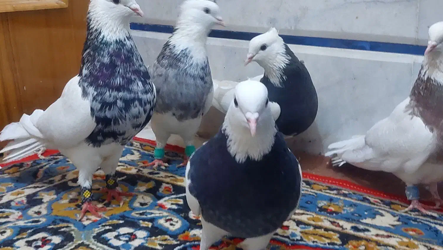 طوقی  طوقی طوقی|پرنده|رودشت (اصفهان), |دیوار