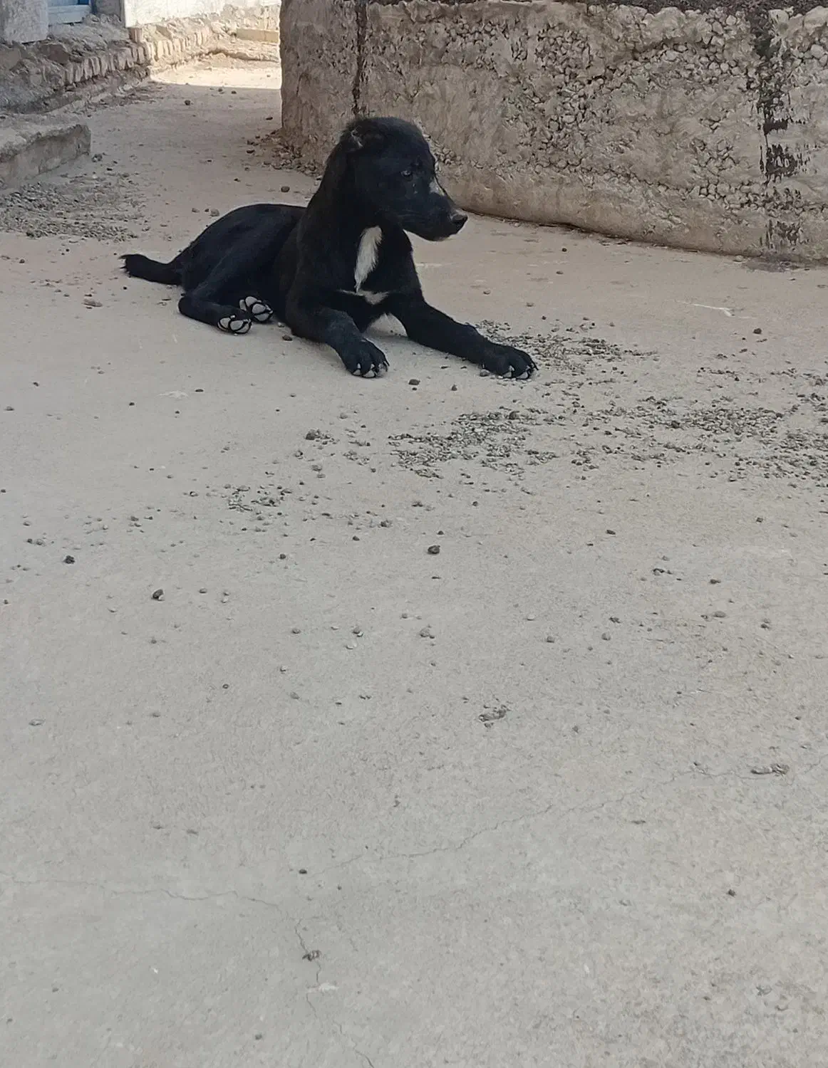 سگ‌گله|سگ|پیشوا, |دیوار