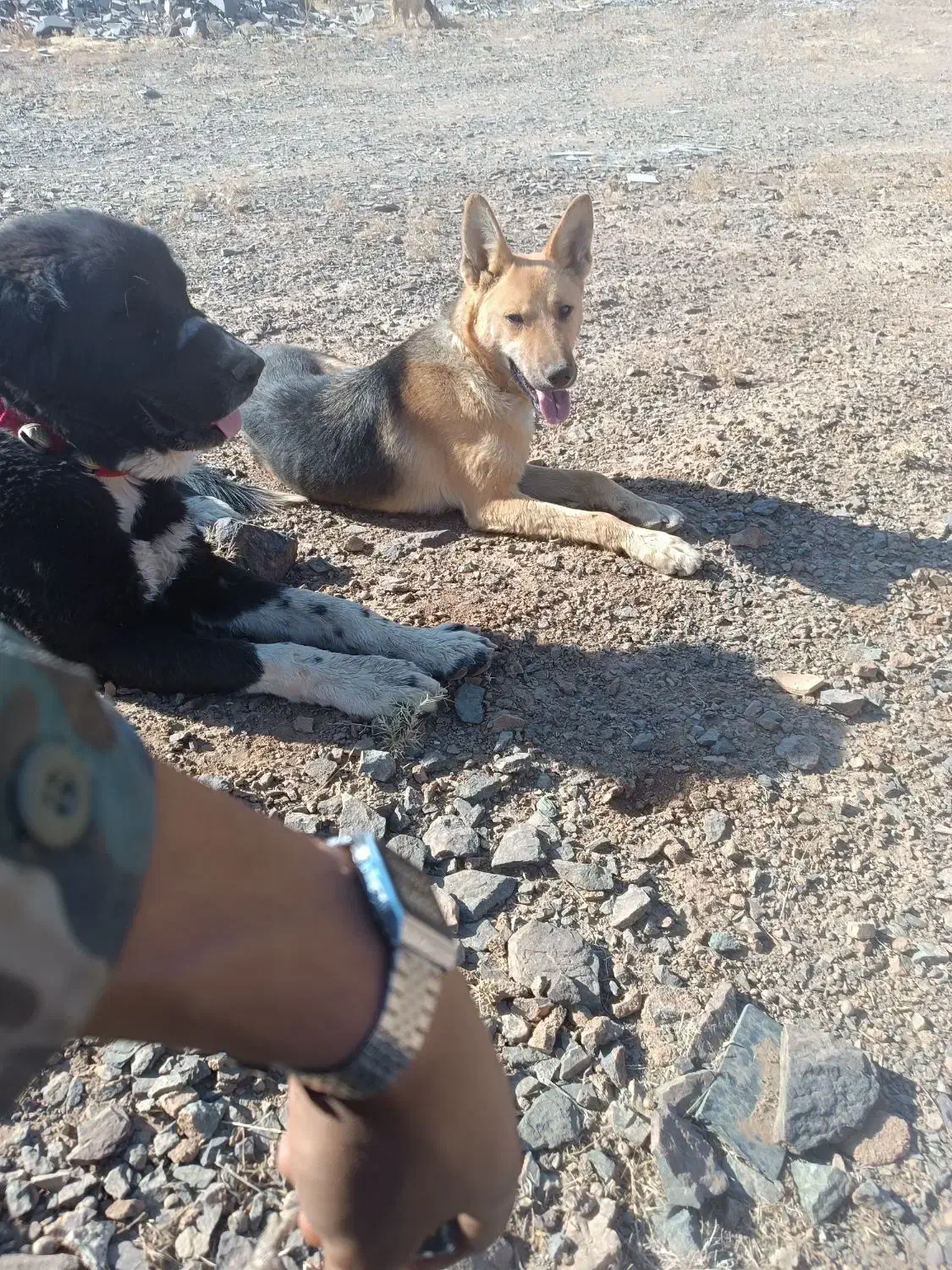 سگ ژرمن ماده|سگ|نطنز, |دیوار