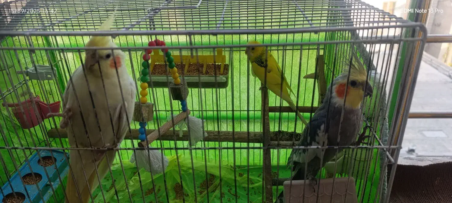 یک جفت عروس هلندی و یکدانه مرغ عشق|پرنده|تاکستان, |دیوار