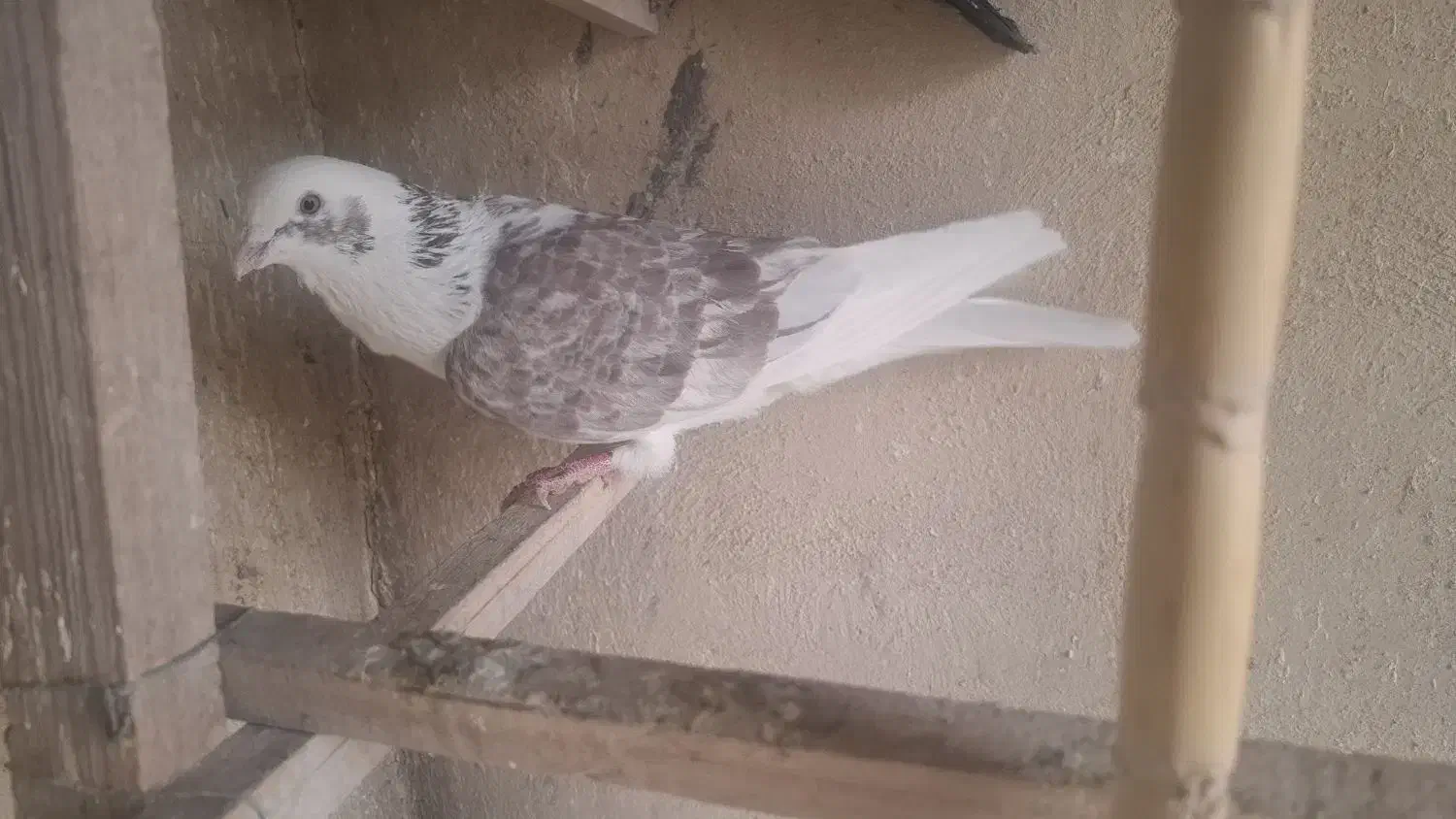 کفتر|پرنده|تهران, جوانمردان (اندیشه)|دیوار