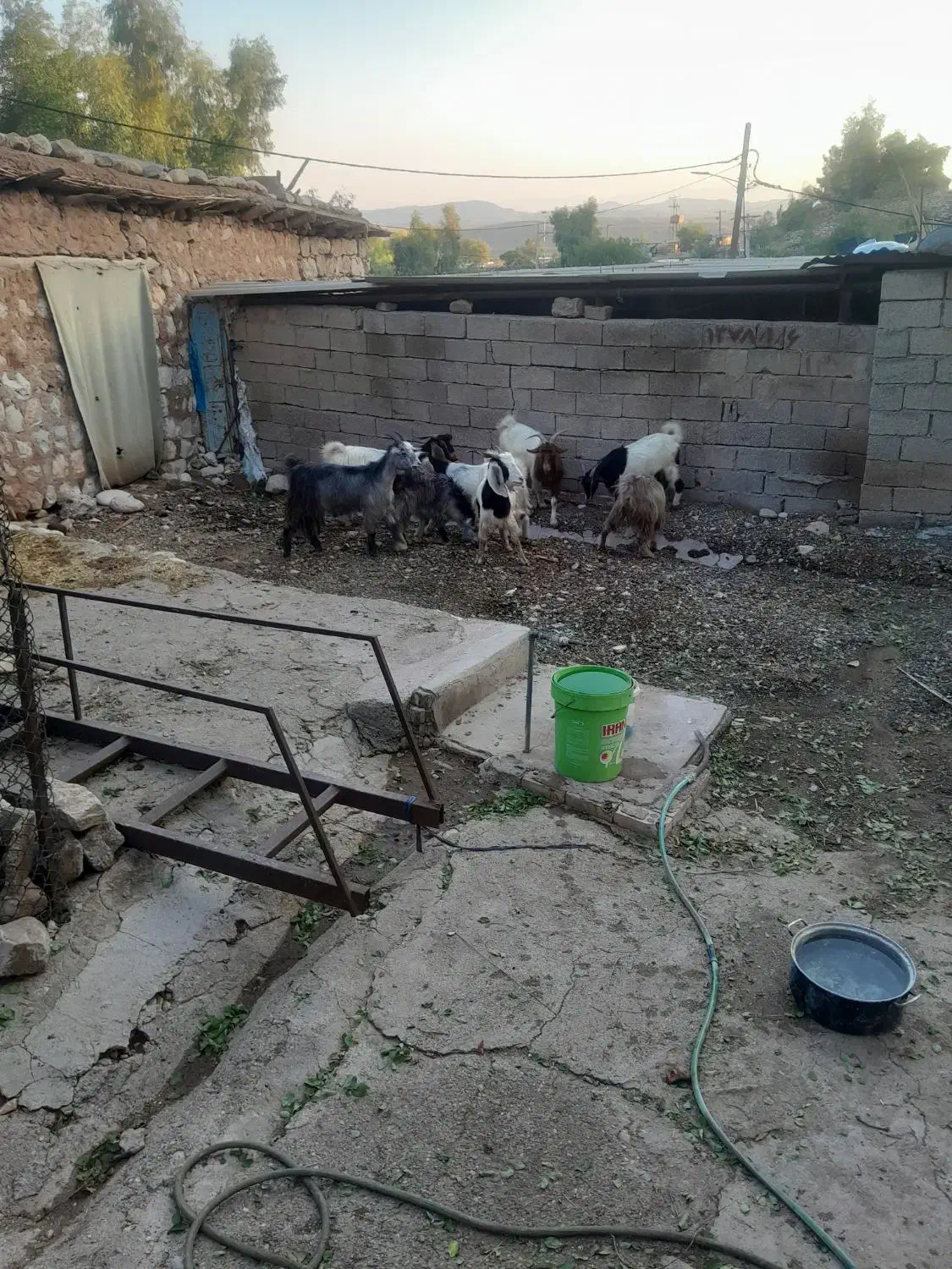 تی بز داشتی وکشتار|حیوانات مزرعه|اندیمشک, |دیوار