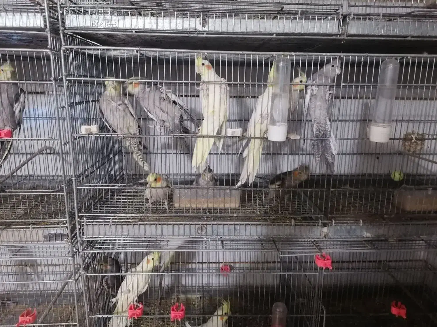 عروس هلندی فنچ سره مرغ عشق قناری کفتر|پرنده|نجف‌آباد, گلدشت|دیوار