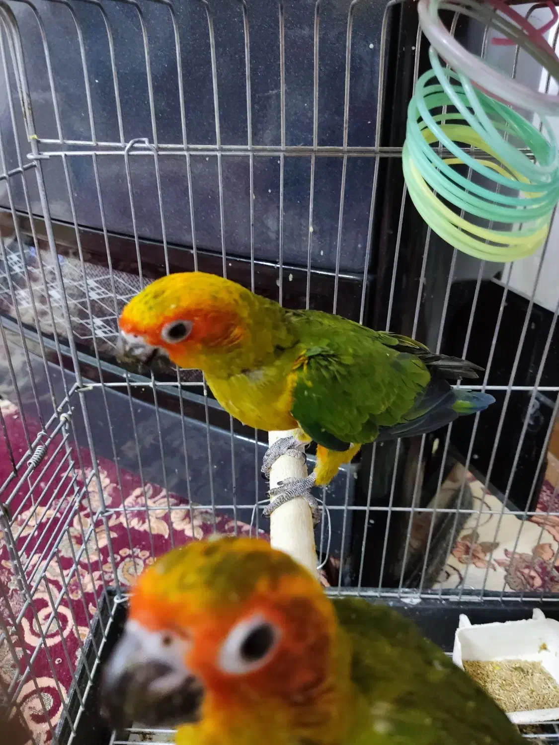 خورشیدی جوجه سانکانور|پرنده|تهران, وحیدیه|دیوار