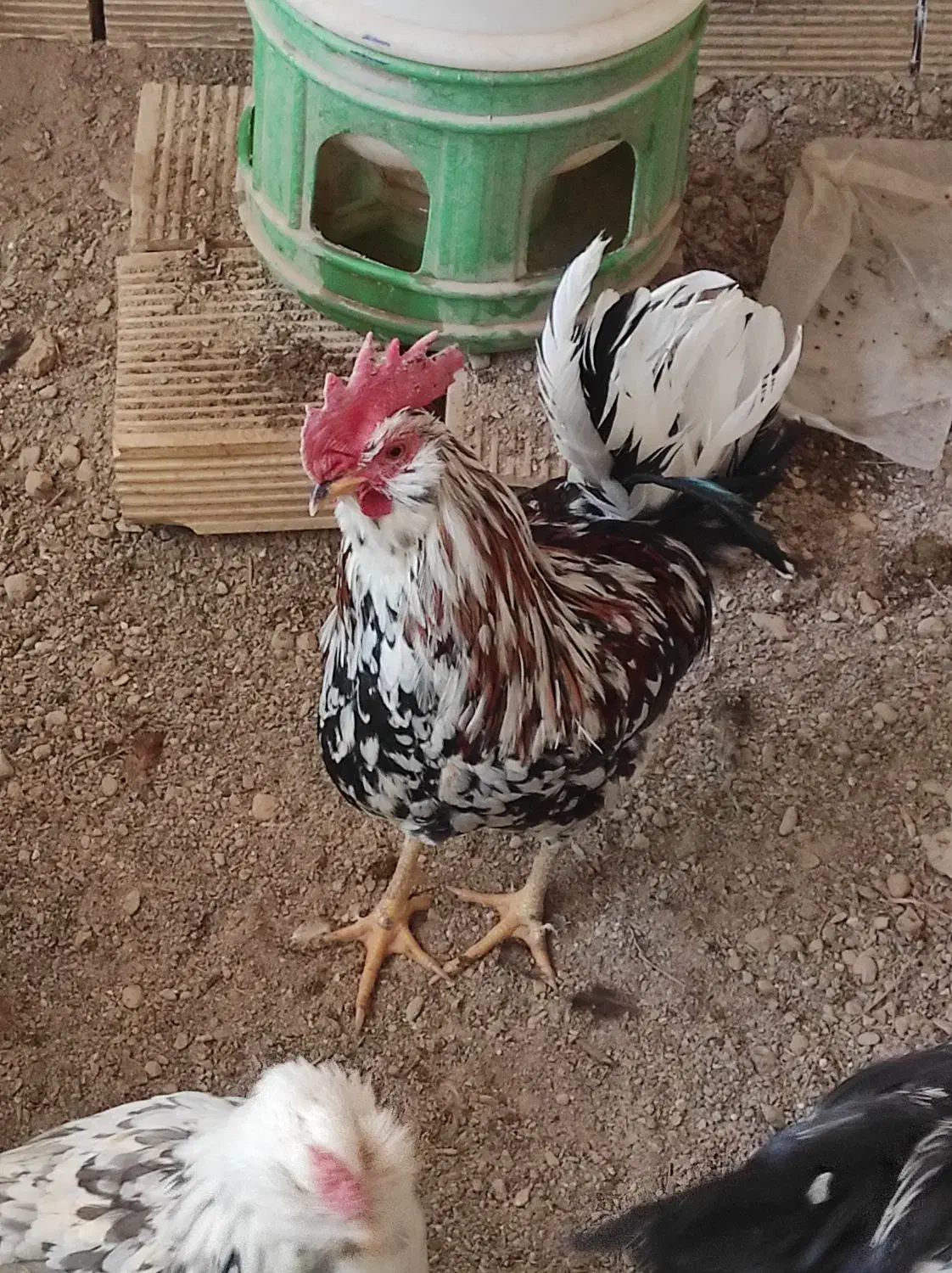 خروس گلین و مرندی سفید|حیوانات مزرعه|نجفآباد, مزرعه طالب|دیوار