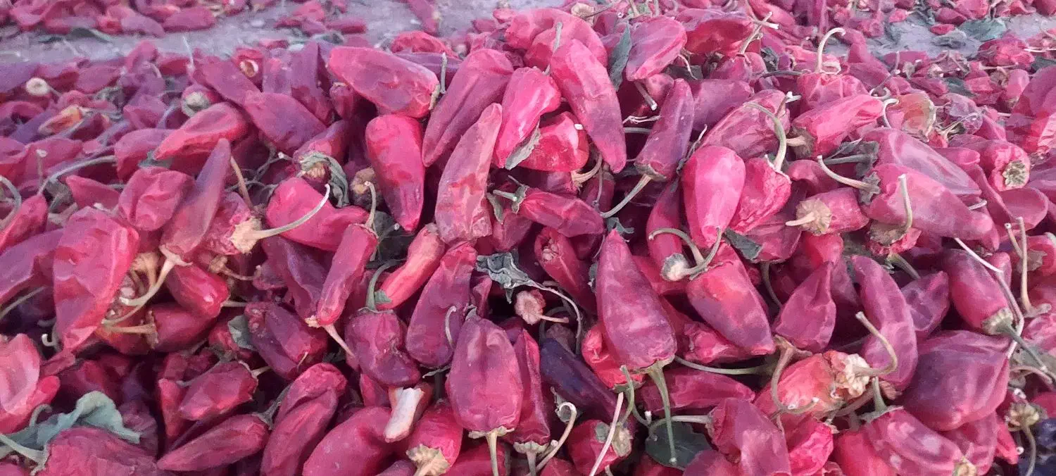 فلفل قرمز|خوردنی و آشامیدنی|سبزوار, امیریه|دیوار