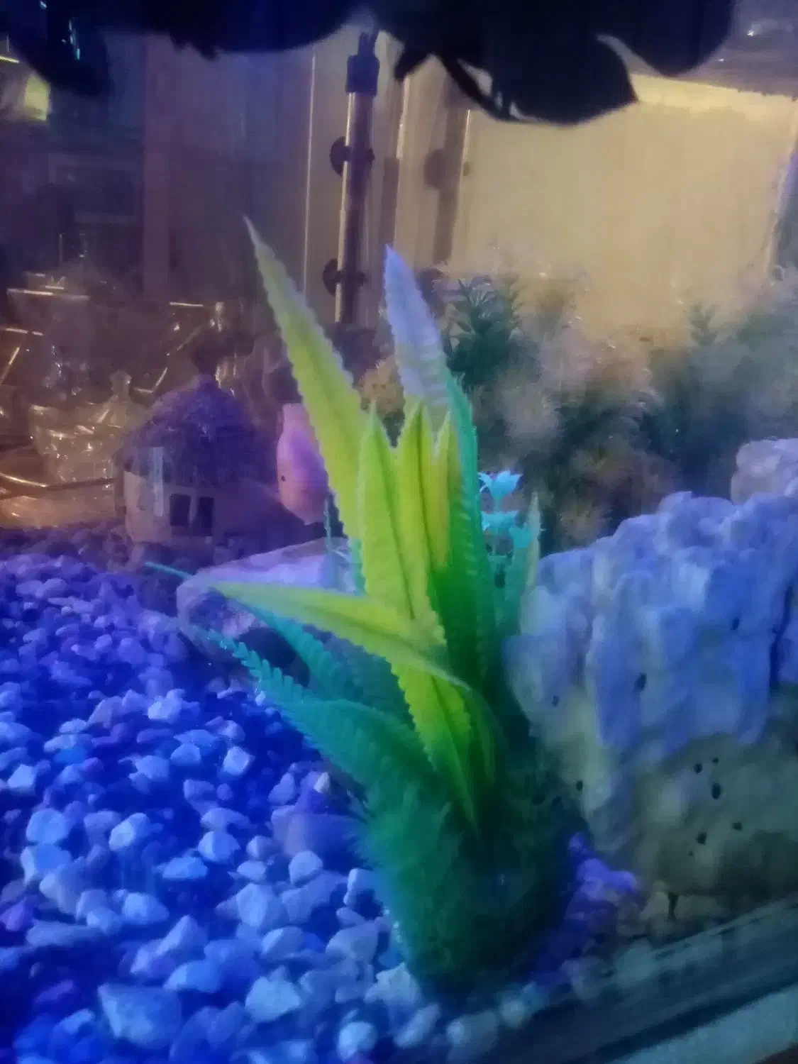 آکواریوم با لوازم|ماهی|مشهد, توس (بلوار توس)|دیوار