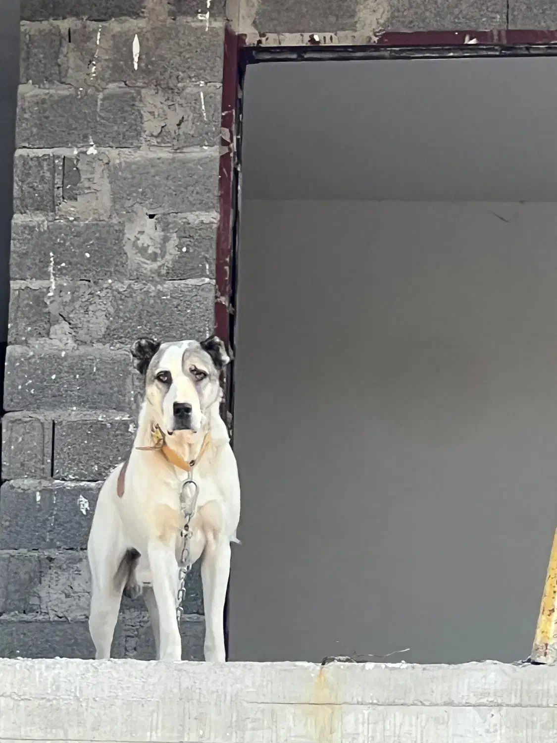 توله خراسانی|سگ|کوچصفهان, |دیوار