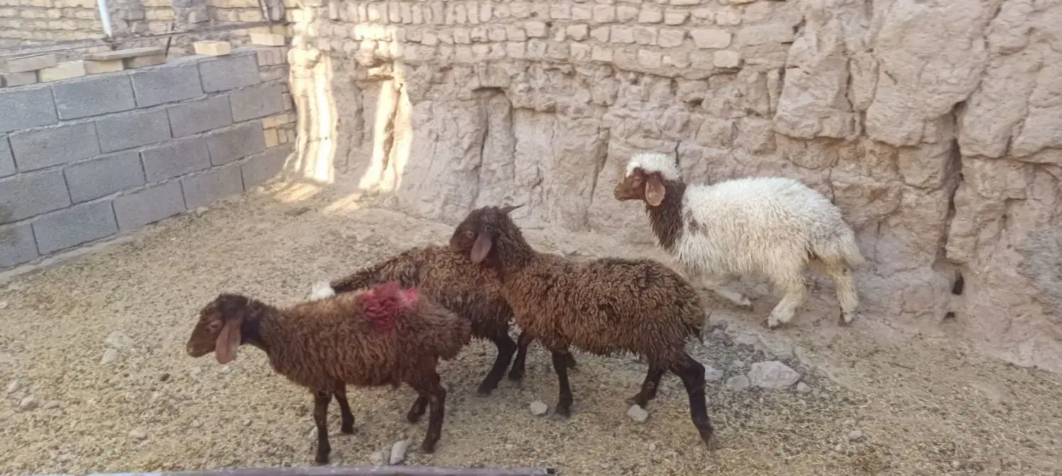گوسفند زنده|حیوانات مزرعه|مشهد, باغ فراگرد|دیوار