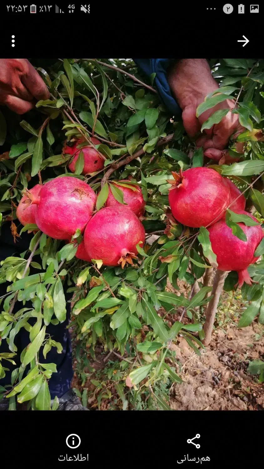 نهال انار ملس|خدمات باغبانی و درختکاری|گرگان, |دیوار