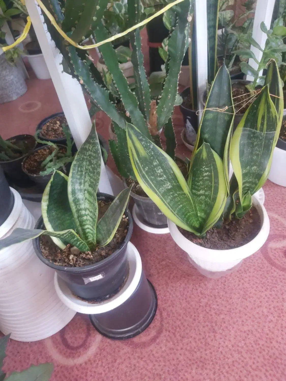 گل سانسوریا  مرجان  برگ بیدی  صخره ایی|گل و گیاه طبیعی|مرند, |دیوار