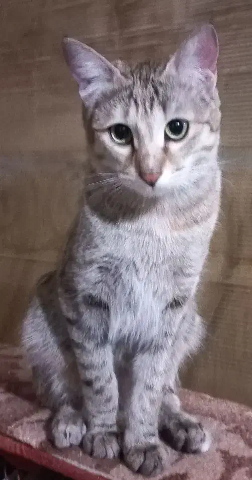 واگذاری|گربه|قم, نخودی|دیوار