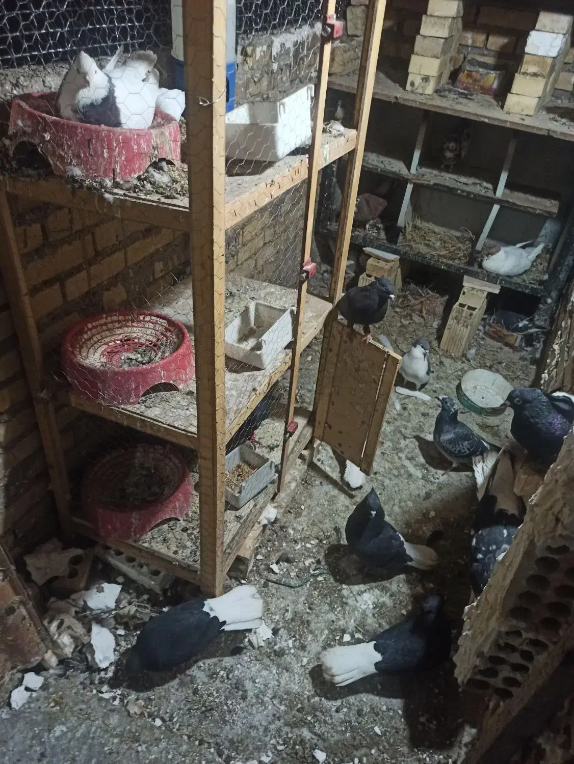 کبوتر دوم سفید|پرنده|اهواز, شهرک حفاری|دیوار