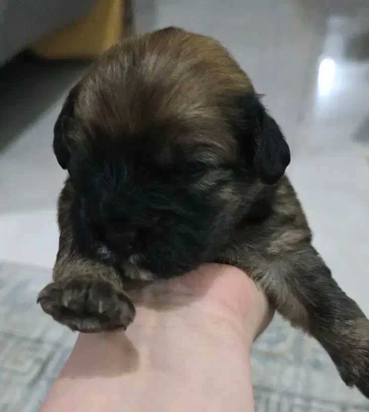 شیتزو|سگ|بندر کنگان, |دیوار