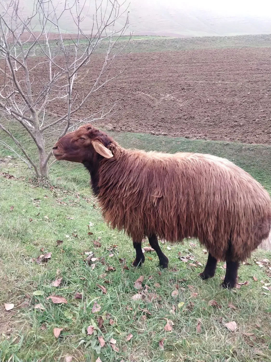 فروش قوچ|حیوانات مزرعه|گرمی, |دیوار