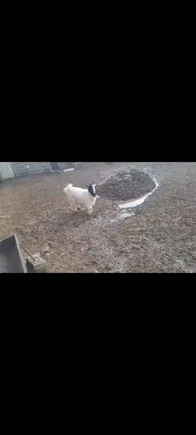 یک عدد بز خوب|حیوانات مزرعه|پیرانشهر, |دیوار