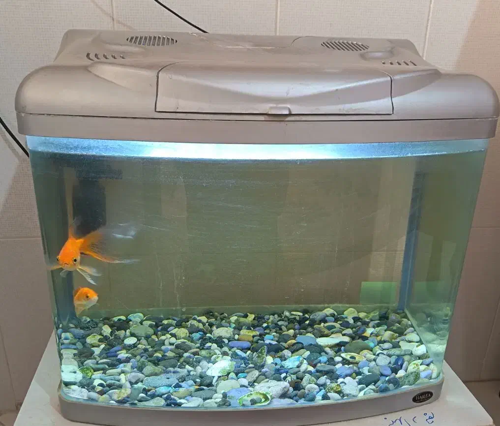 آکواریوم شیشه خم|ماهی|بیرجند, |دیوار