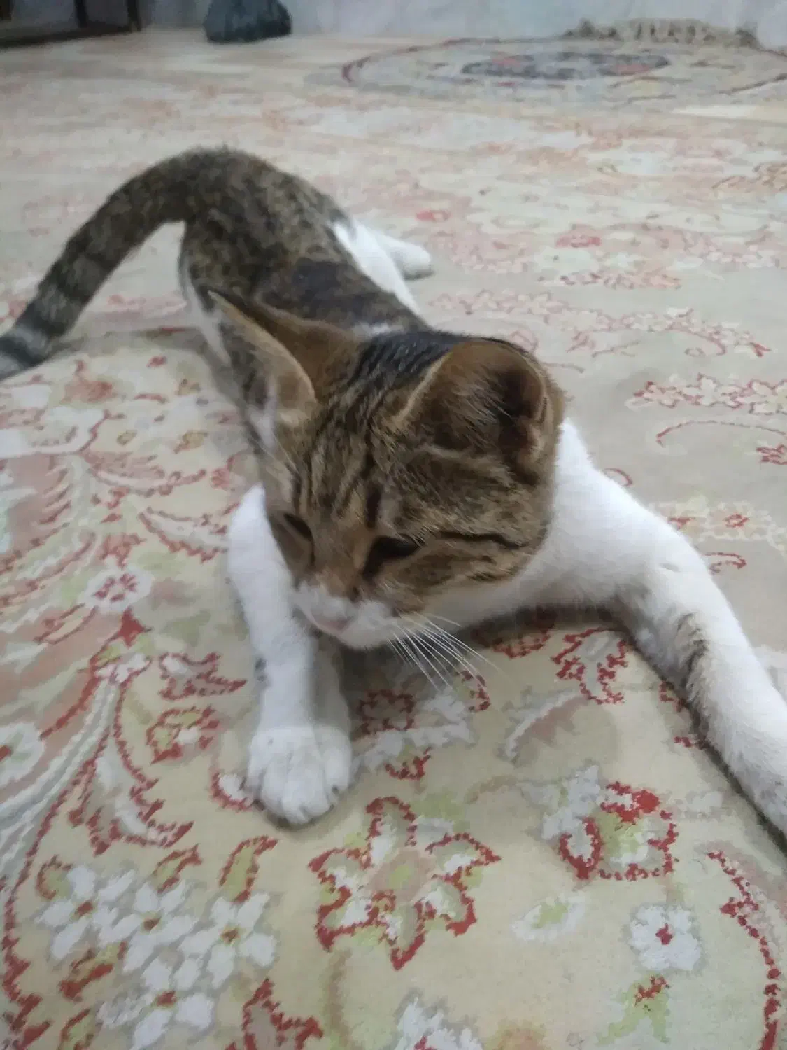 واگذاری گربه|گربه|زاهدان, |دیوار