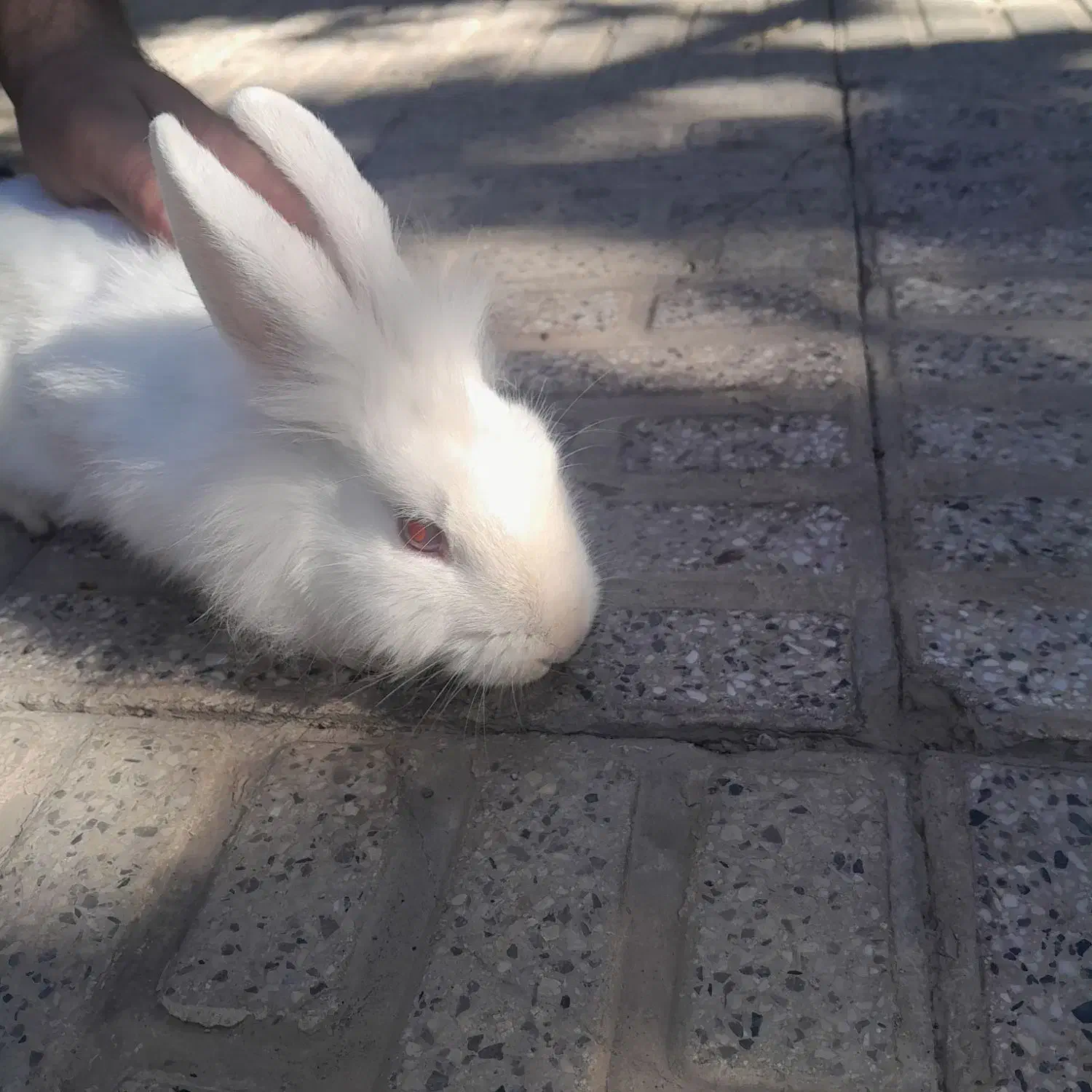 خرگوش|موش و خرگوش|کوهدشت, |دیوار