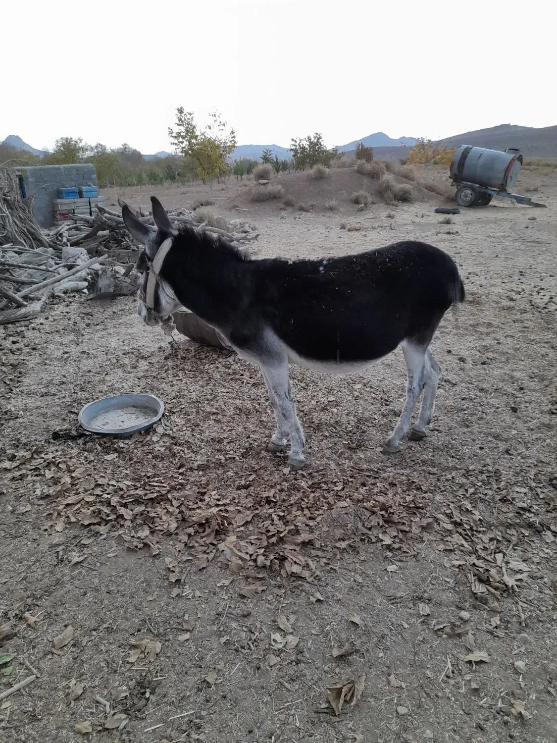 الاغ|حیوانات مزرعه|بافت, |دیوار