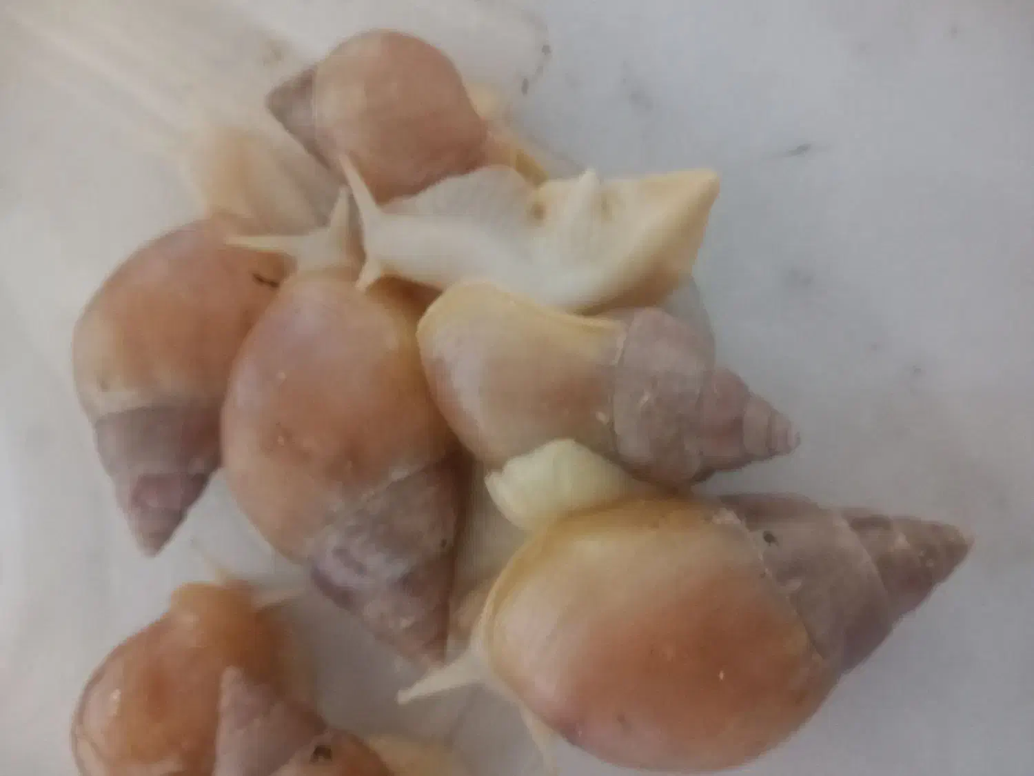 حلزون|خزنده|شیراز, گویم|دیوار