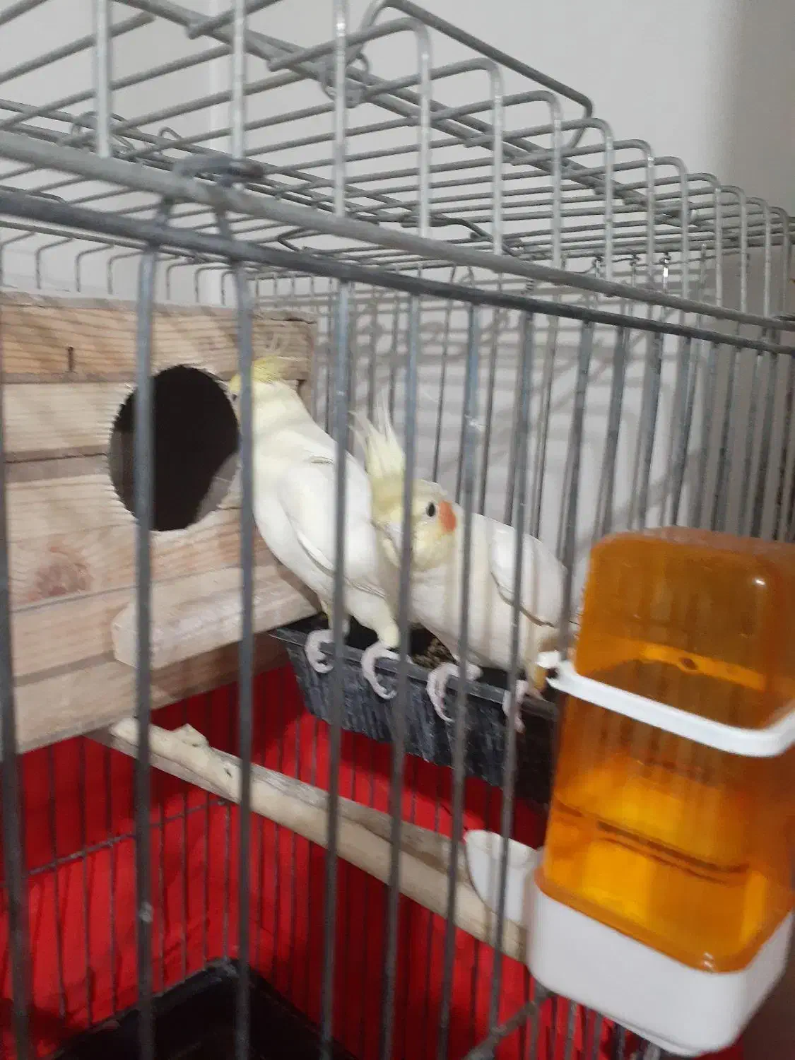 یک جفت عروس هلندی نروماده|پرنده|ری, دولت‌آباد|دیوار