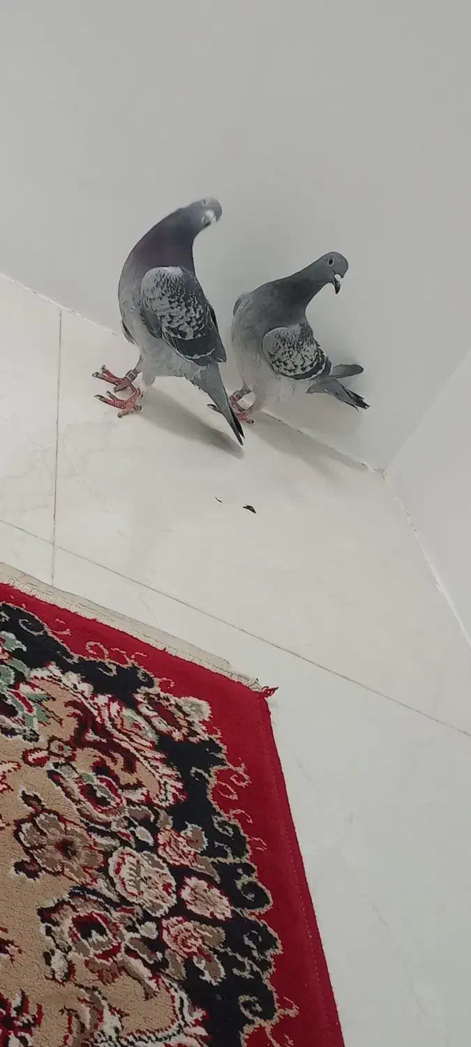 زاجر|حیوانات|یزد, |دیوار