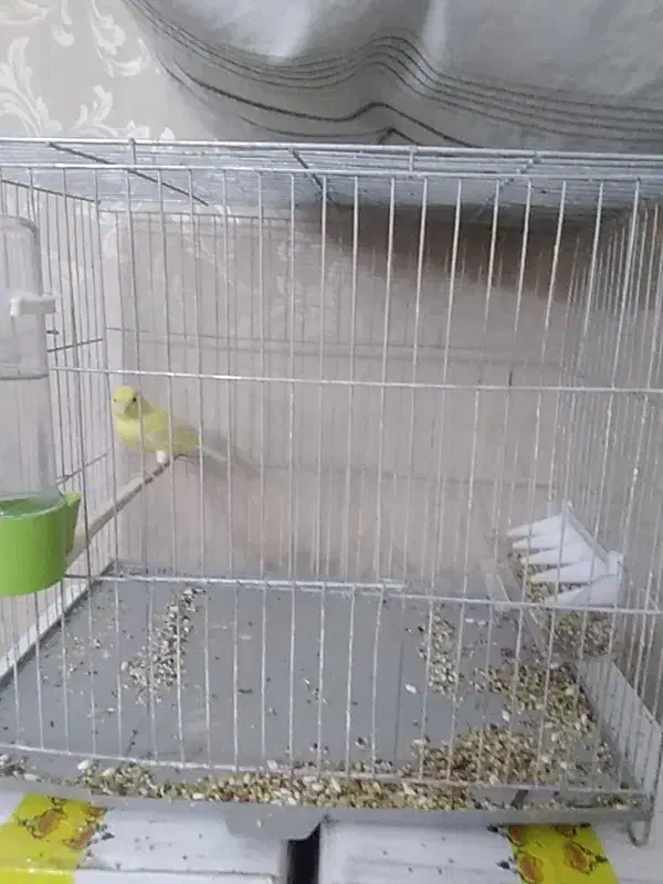 پرنده|پرنده|شهریار, شهرک امیریه|دیوار