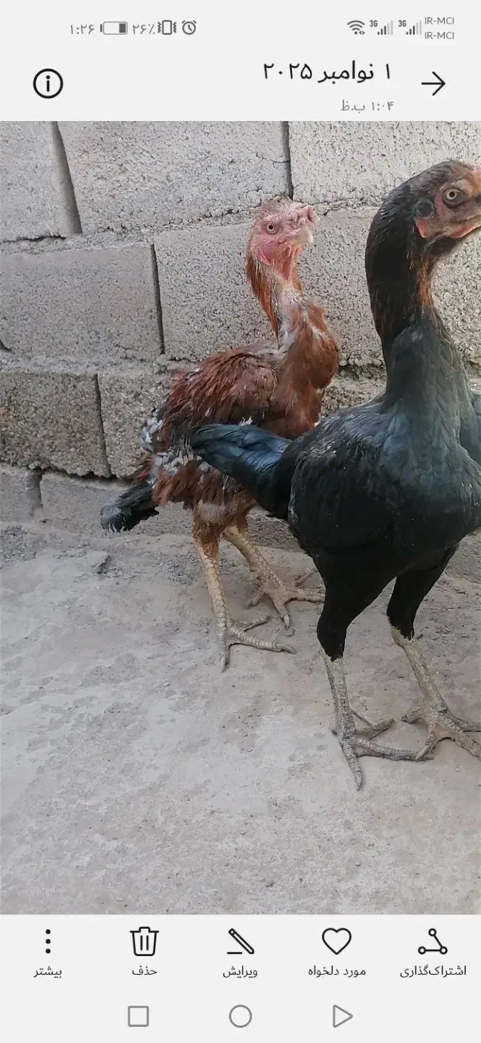 مرغ خروس|حیوانات مزرعه|باخزر, |دیوار