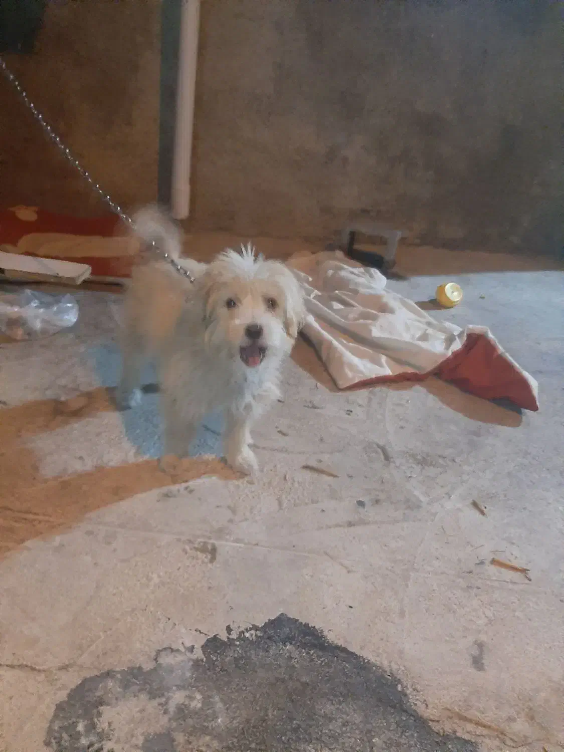 سگ شتیزو|سگ|یاسوج, |دیوار