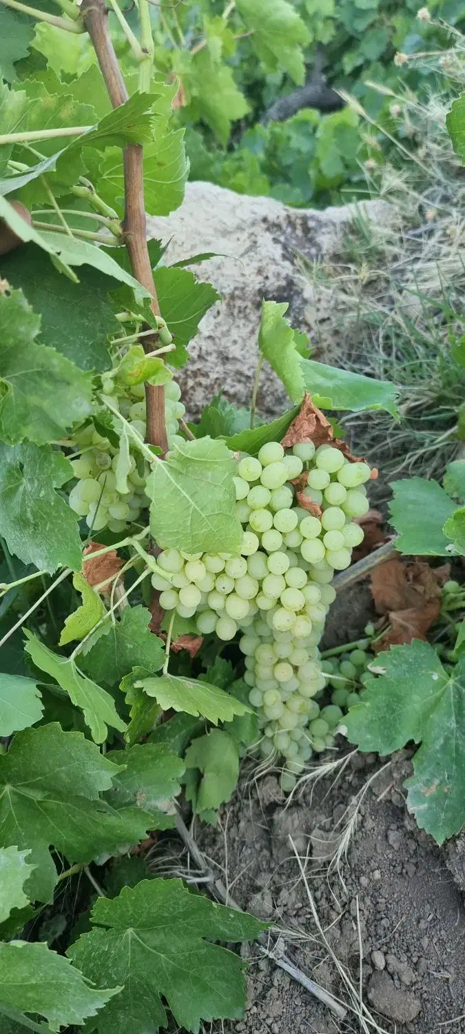 فروش باغ در بهترین لوکیشن ابهر|فروش دفتر صنعتی، کشاورزی، تجاری|ابهر, |دیوار