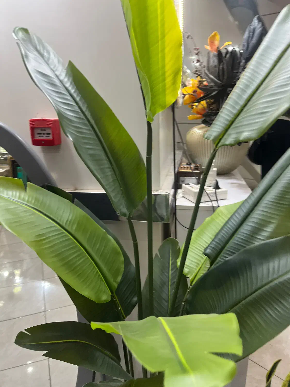 درختچه پرنده بهشتی|گل مصنوعی|اراک, |دیوار