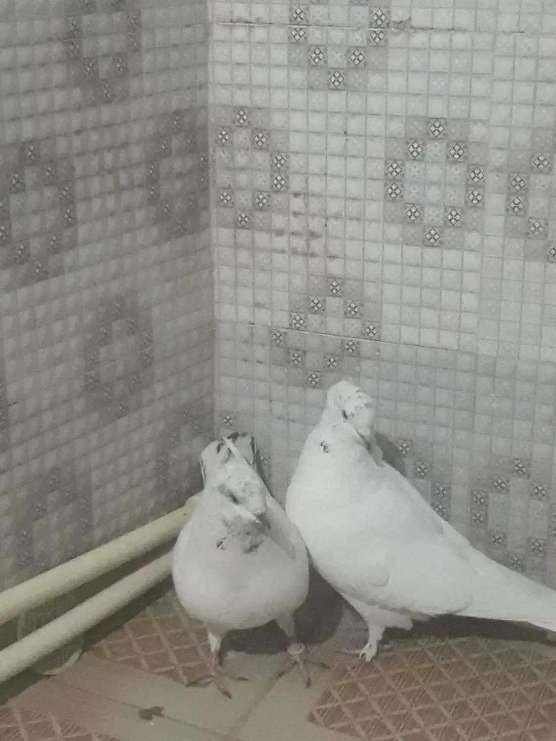 کبوتر کاشانی تهرانی|پرنده|نورآباد, |دیوار