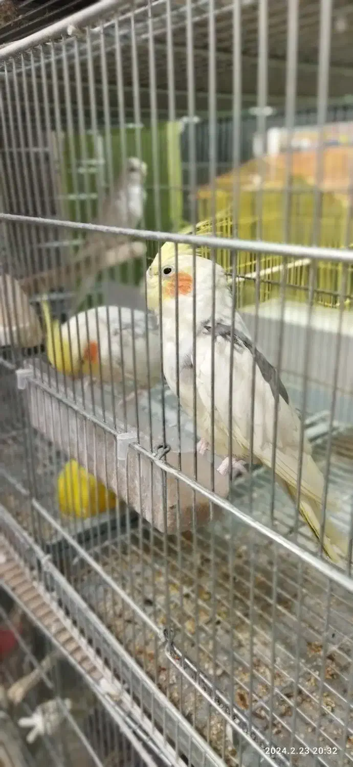 تخفیف ویژه انواع پرنده زینتی|پرنده|هشتگرد, هیو|دیوار