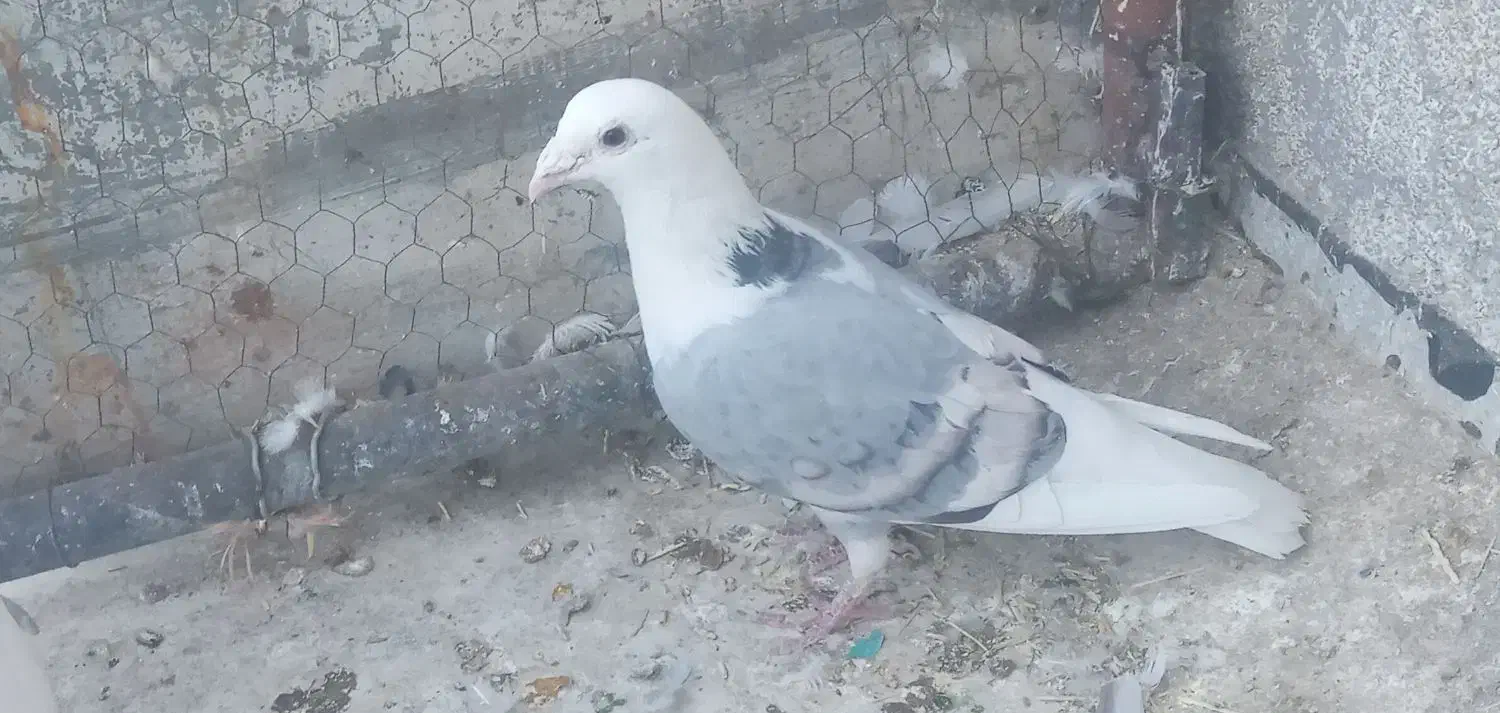 پشت گراف نر|پرنده|تربت جام, یحیی آباد|دیوار