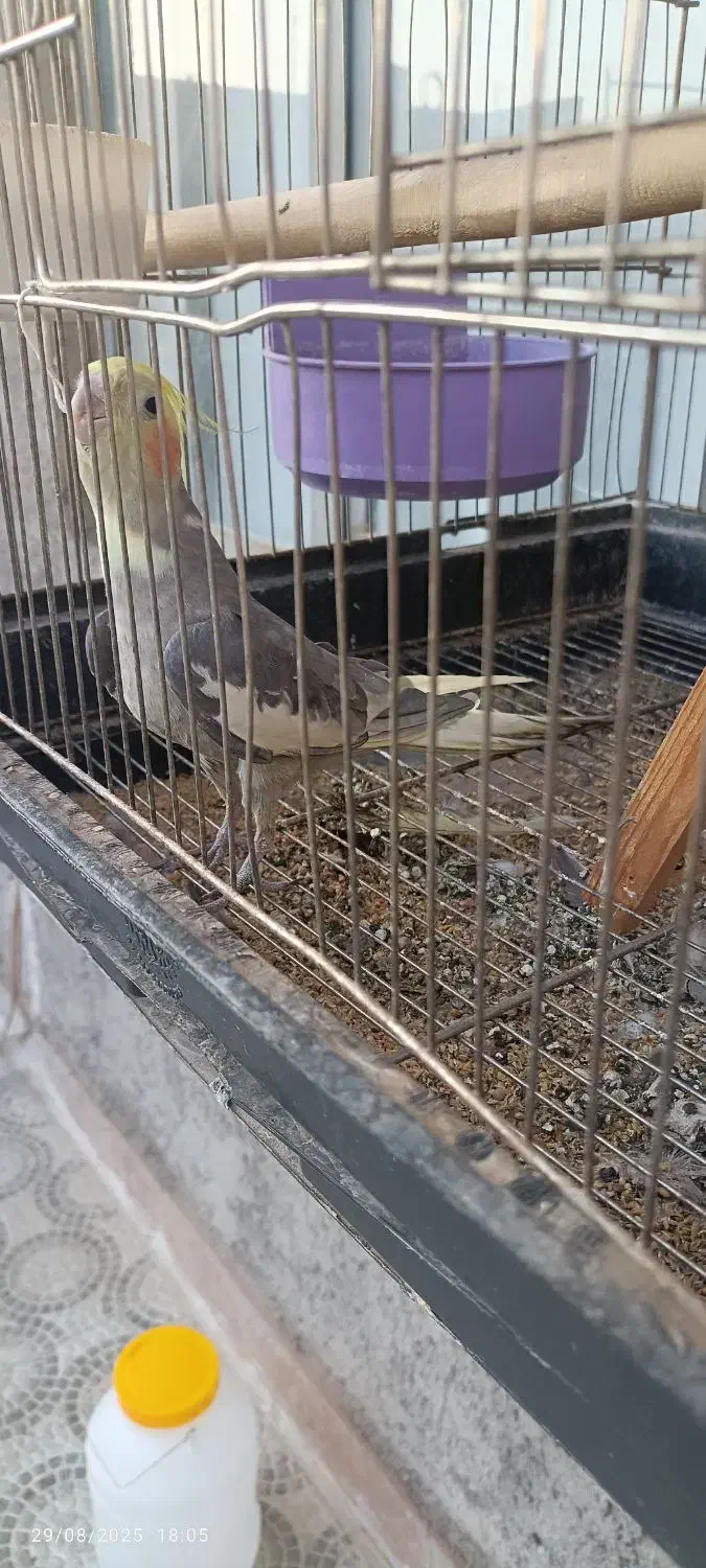 مرغ عروس|پرنده|آران و بیدگل, |دیوار