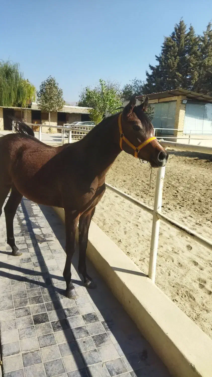 کره اسب  مادیان عرب و مادیان وارداتی عرب|اسب و تجهیزات اسب‌سواری|کوهسار (البرز), |دیوار