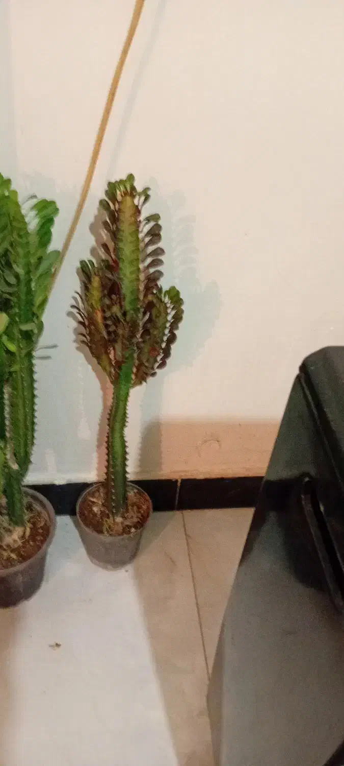 گلهای زیبای من|گل و گیاه طبیعی|خرم‌آباد, |دیوار