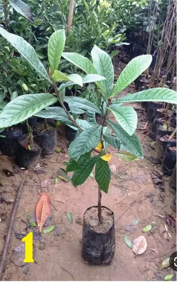 انجیر گلابی و انجیر معمولی و انار و انواع نهال|گل و گیاه طبیعی|علی‌آباد کتول, |دیوار